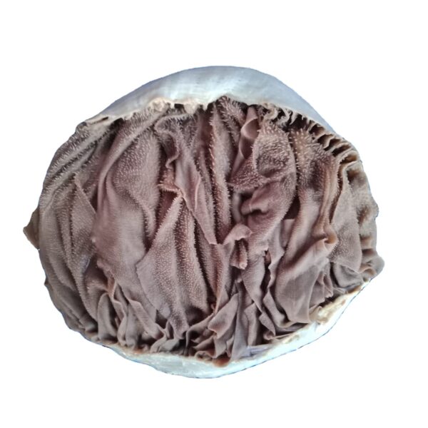 SALTED BEEF OMASUM - Image 4