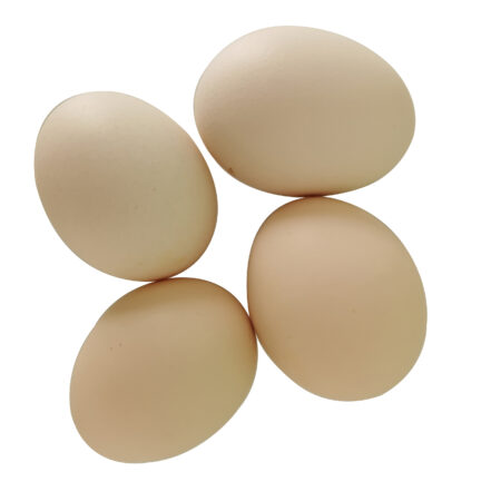 Fertilized Hatching Eggs - Image 3