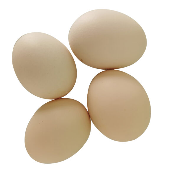 Fertilized Hatching Eggs - Image 3