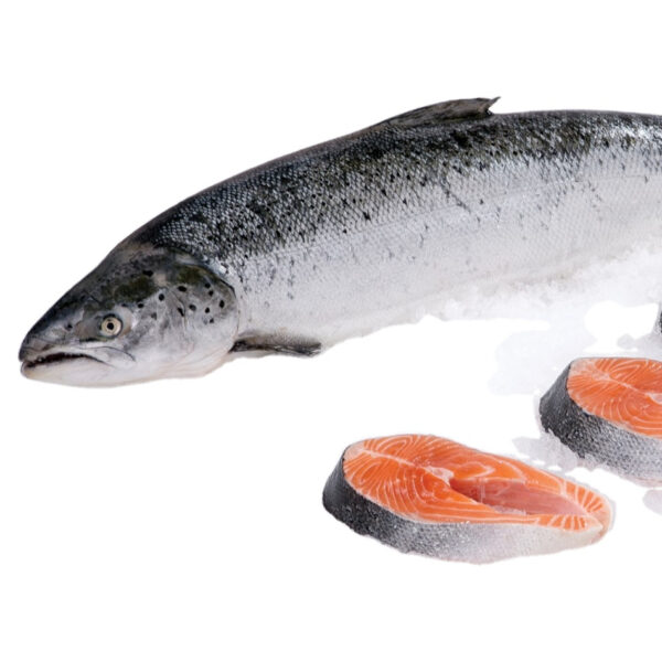 Fresh Salmon Fish - Image 4