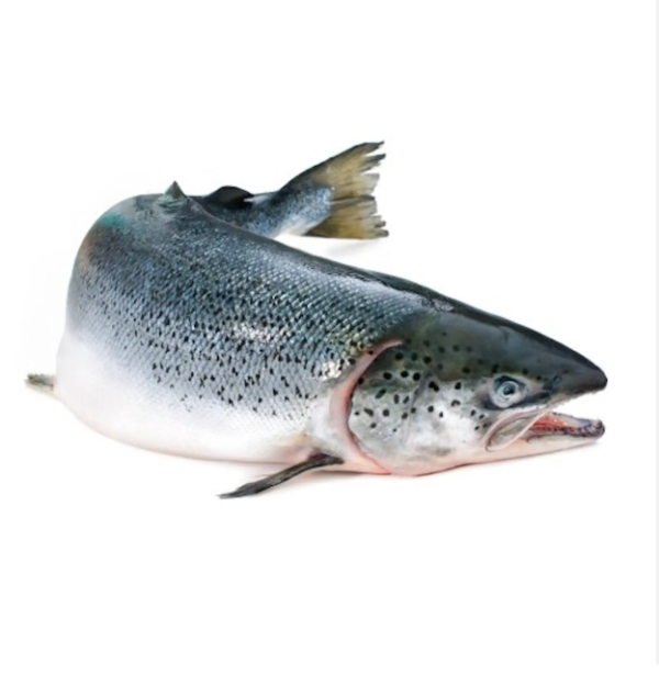 Fresh Salmon Fish
