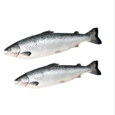 Fresh Salmon Fish - Image 2
