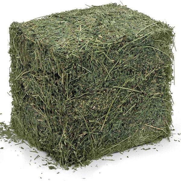 Alfalfa Hay - Image 2